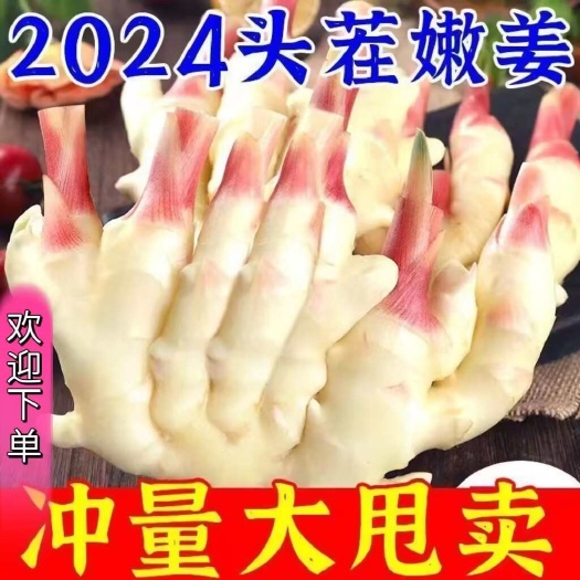 仔姜  山东优质红芽鲜姜大量上市 产地直销 一手货源