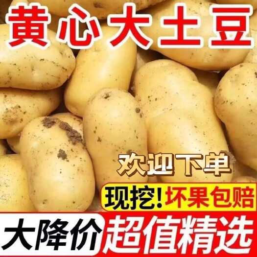 黄心土豆  山东优质新鲜荷兰十五土豆大量供应 产地直销