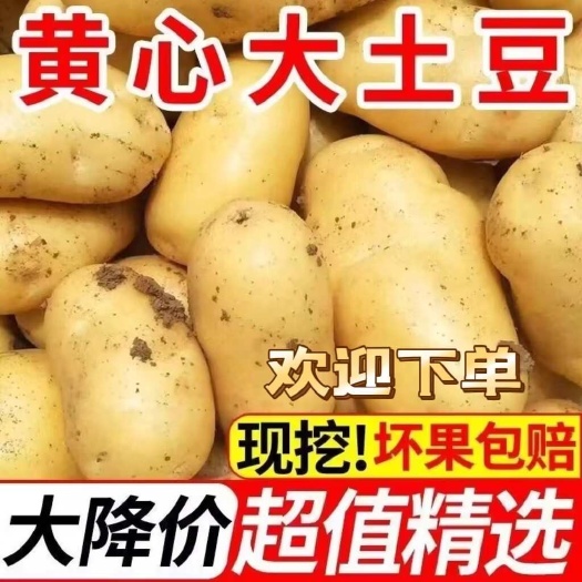 黄心土豆 山东优质新鲜荷兰十五土豆大量供应 产地直销