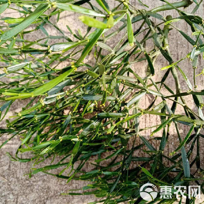 螃蟹脚茶云南西双版纳大嫩芽2022年古树香馥郁普洱茶伴侣生茶