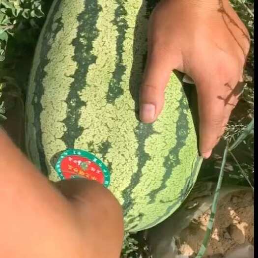 开封硒砂瓜
