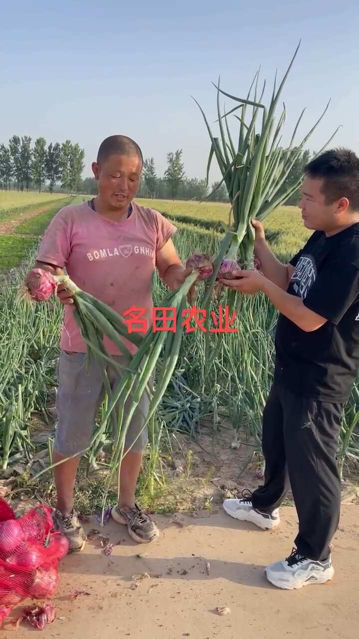 改良二红洋葱种子 芽率高 单果个头大产量高 抗病高几乎不管理