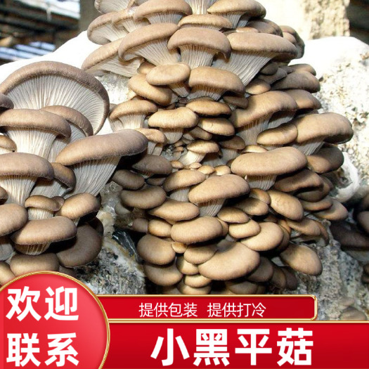 成安县鲜平菇  鲜蘑菇批发，黑平菇，河北产地供货！