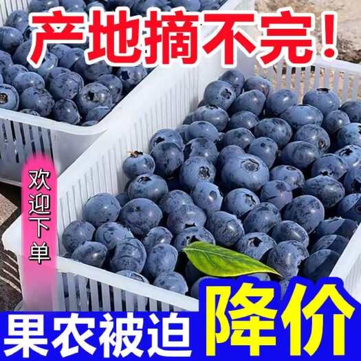 莒县山东新鲜蓝莓大量上市 现摘现发 支持全国发货