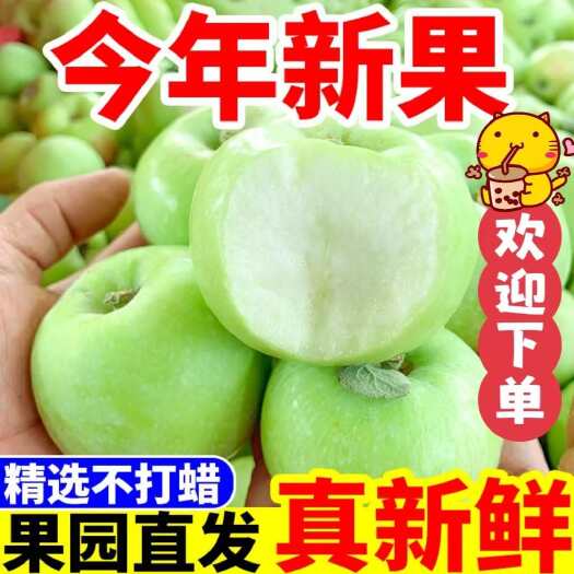 莒县新鲜青苹果大量上市 藤木 辽伏 美八采青 红露等品种齐全