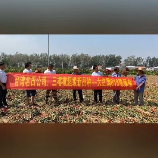 郑州改良三樱椒种子朝天椒种产量高分枝多结的多 抗病强果子一致红