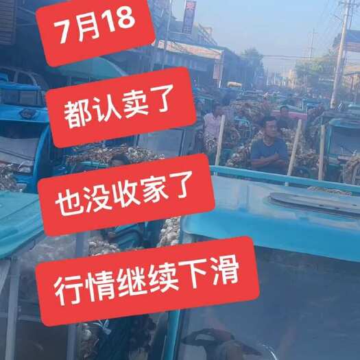 临清市蒜种蒜黄料，东北独头蒜种联系