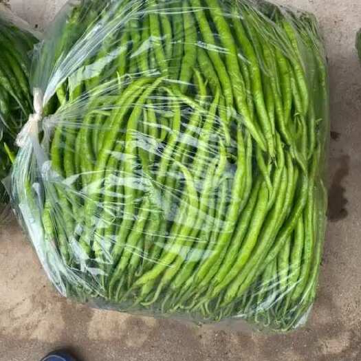 洛南县自己种植一百三十亩，加代办，二茬椒，质量好的很
