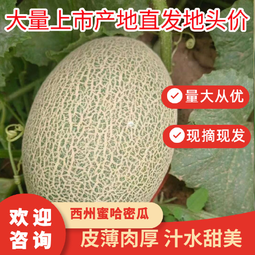 新疆二茬哈密瓜西州蜜哈密瓜3斤以上产地货源地头价批发