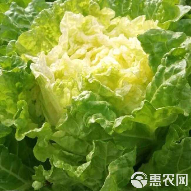 精品黄心白菜，市场，电商，加工厂都有货