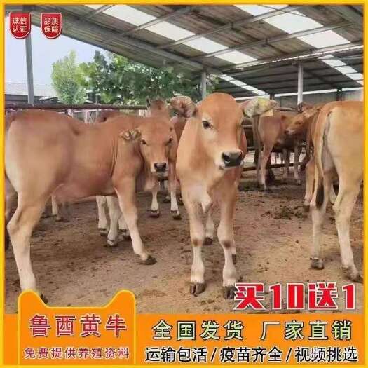 菏泽改良黄牛犊  每头补贴2000元 买十送三  全国包送