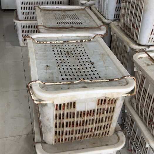 兴化市江苏兴化本地蟹塘虾，一手货源，专卖店的最爱。