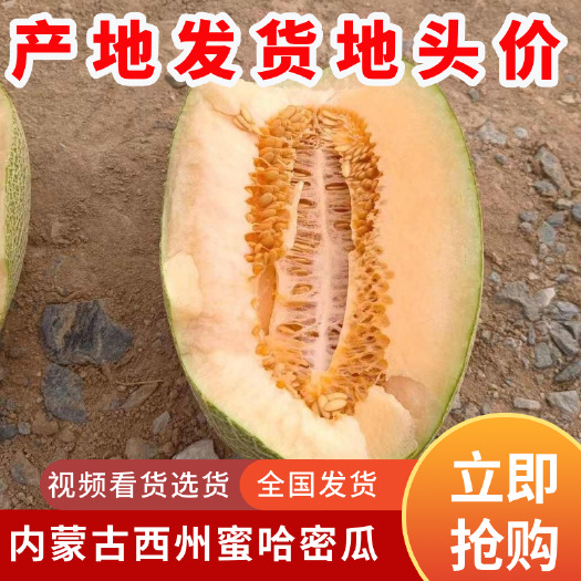 磴口县内蒙古哈密瓜当季采摘网纹哈密瓜脆甜多汁产地直发地头价