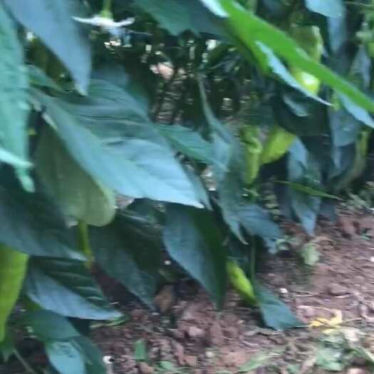 寿光市牛角椒苗 大果牛角椒 苗 正好发