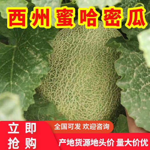 新疆西州蜜哈密瓜网纹瓜3斤以上产地货源大吨位供货批发价