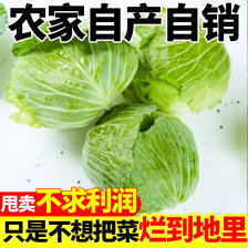 【爆卖】新鲜包菜现砍绿甘蓝卷心菜圆白菜包心菜青甘蓝沙拉蔬菜