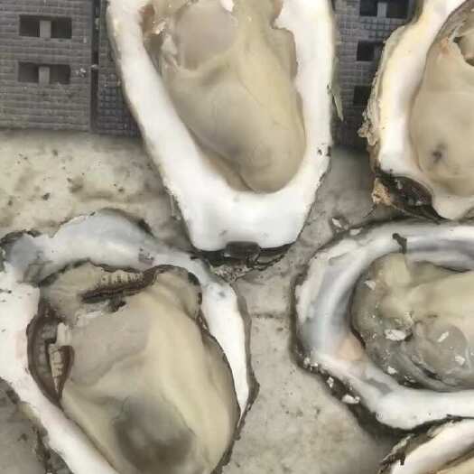 全规格满满当当 大连生蚝