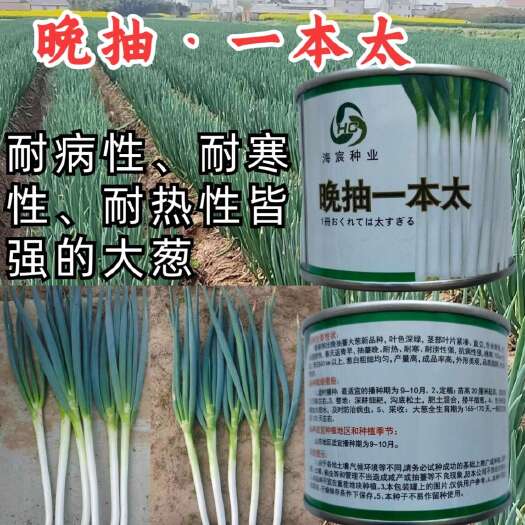 洛阳晚抽一本太大葱种子 晚抽苔 直立抗病 耐热耐寒 葱白粗细均匀