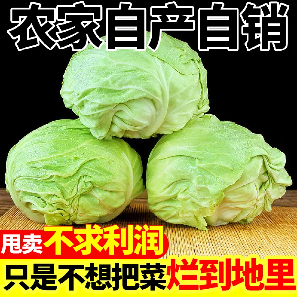 【爆卖】新鲜包菜现砍绿甘蓝卷心菜圆白菜包心菜青甘蓝沙拉蔬菜