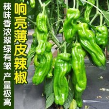 【推荐】精品芜湖椒整箱发货 产地直发