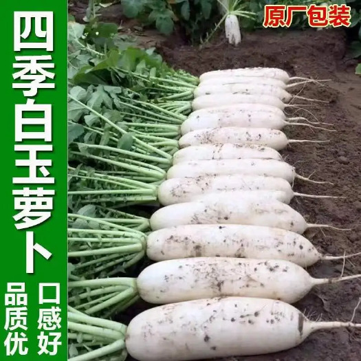 农家自种新鲜蔬菜白萝卜新鲜 白皮萝卜 泡菜嫩白萝卜现挖