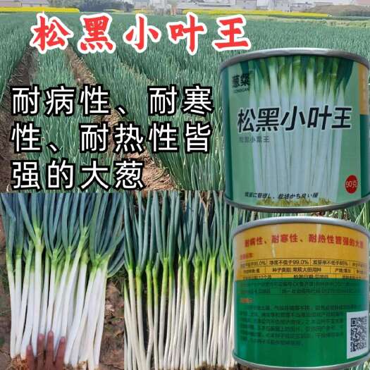 长沙松黑小叶王大葱种子 直立 蜡粉厚 抗病 耐热耐寒