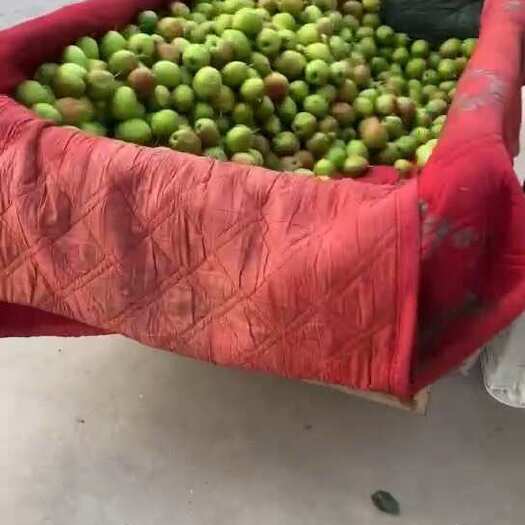 赵县新梨七号净树果0.5毛每斤。口感脆甜皮薄汁多。