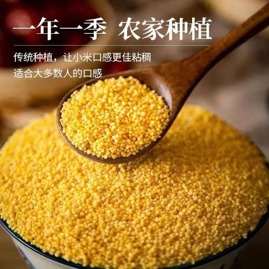 产地直发 山西沁州黄小米 月子米袋装五谷杂粮黄小米，欢迎咨询