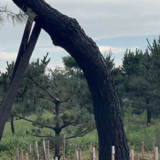莒南县山东大黑松专场 大黑松供应批发
