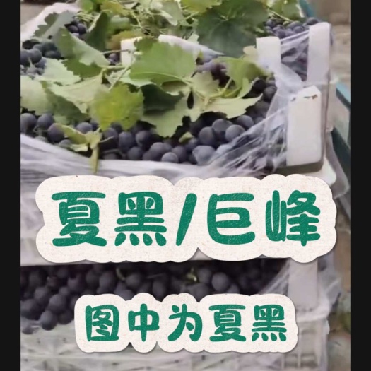 威縣河北威縣葡萄大量上市，葡萄代辦代收