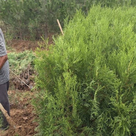 莒南县供应侧柏杯苗 荒山绿化侧柏容器苗 侧柏小苗