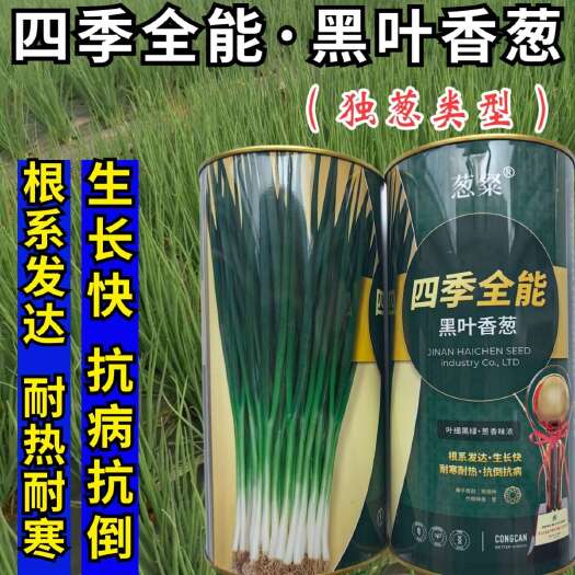 洛阳黑叶香葱种子 全能四季香葱 耐寒耐热 抗倒抗病 叶深绿