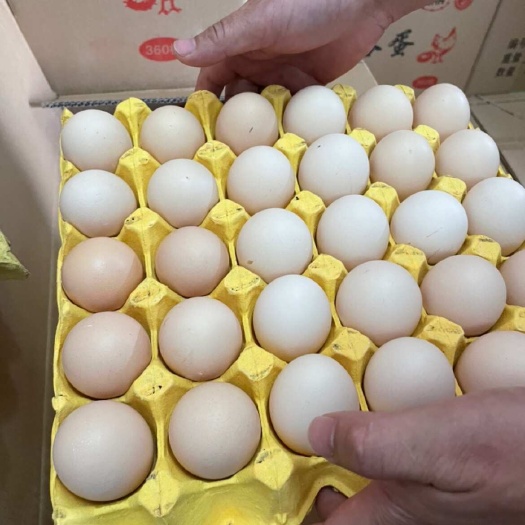 宁晋县大贸，到广州，每天5-10挂，价格18
