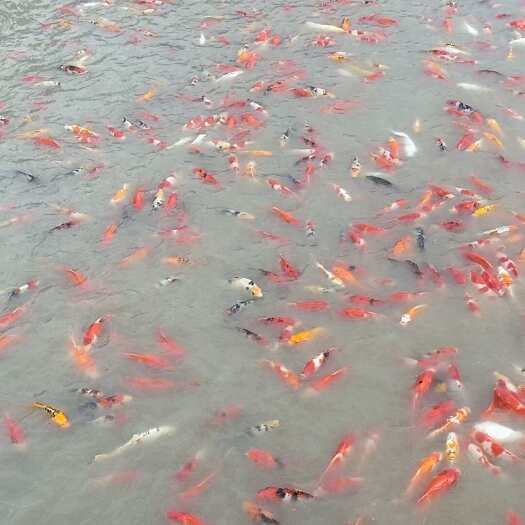 濮阳县锦鲤一斤以上