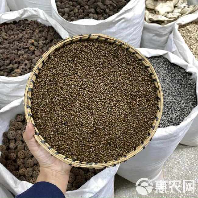 决明子 云南高原 当季新货 生晒无硫 可磨粉药材