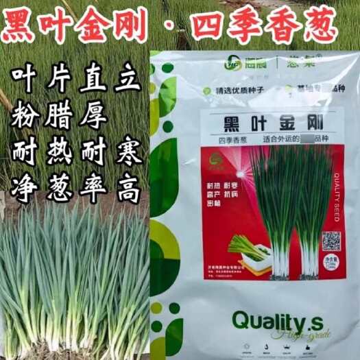 洛阳黑叶金刚香葱种子 四季小香葱种子 直立 耐热耐寒