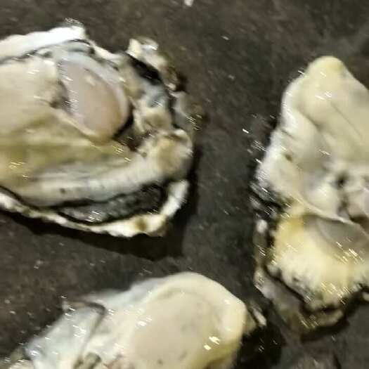 生蚝各种规格全货