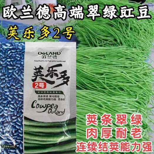 洛阳荚乐多2号豇豆种子 中早熟 翠绿荚 条形顺直 耐热