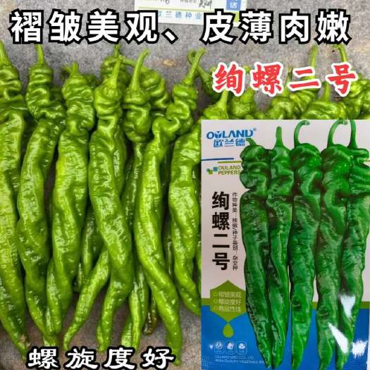 洛阳绚螺二号螺丝椒种子 早熟 螺旋度好 椒形顺直 皮薄肉嫩辣味浓