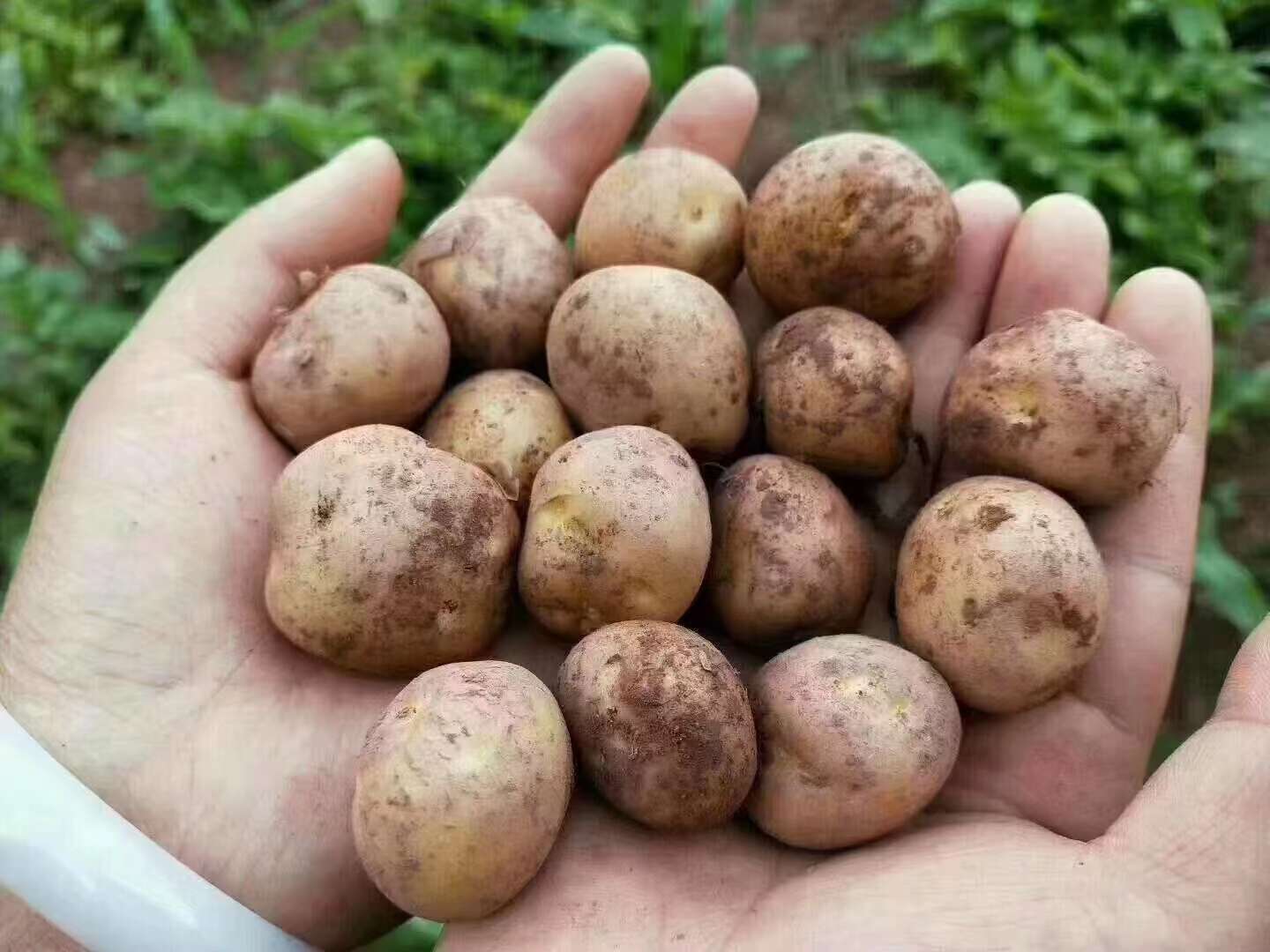 产地直发湖北恩施小土豆，迷你土豆1毛，规格多样，支持一件起批