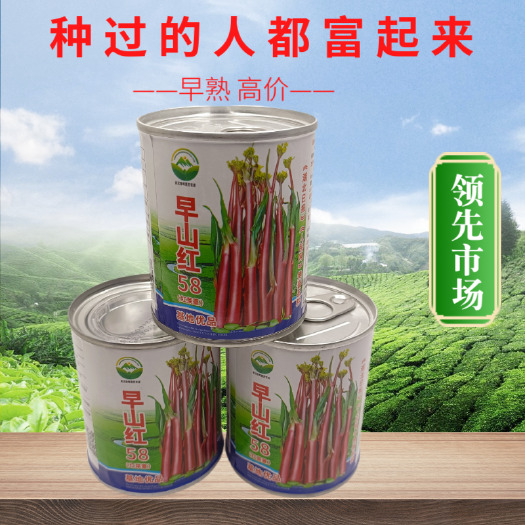 优品罐装武汉红菜苔种子洪山菜苔种籽早熟秋季抗病秋播耐