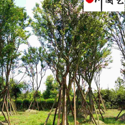 成都四川精品朴树 苗木基地直销 8-30公分朴树价格 量大优惠