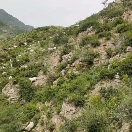 应县山羊
