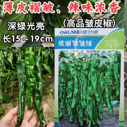 洛阳皱皮椒种子 薄皮辣椒种子 果面褶皱美观 皮薄 辣味浓香