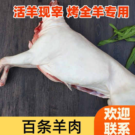 白条羊  去皮，腿毛，绵羊，都有货，活羊现宰