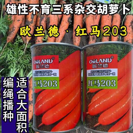 洛阳红马203胡萝卜种子 雄性不育三系杂交胡萝卜 表皮光滑耐清洗
