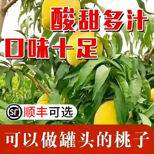 江陵县锦绣黄桃，自家种植锦绣黄桃5斤包邮黄毛桃应季新鲜水果大桃子现