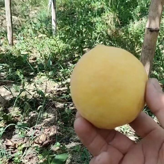 炎陵县炎陵锦绣黄桃