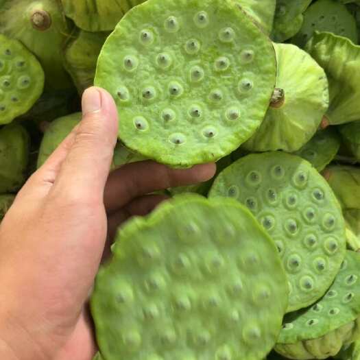祁阳市4-5-6-7成熟度水果莲蓬大量上市中，可批发可代发