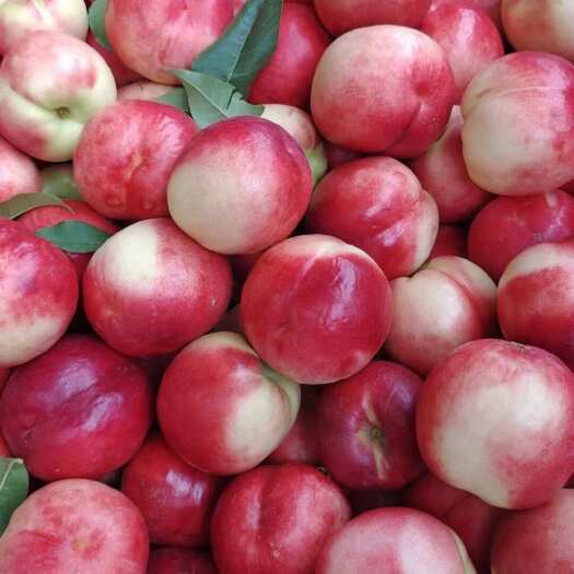 大荔县珍珠油桃，大量上市，新鲜现摘量大优惠